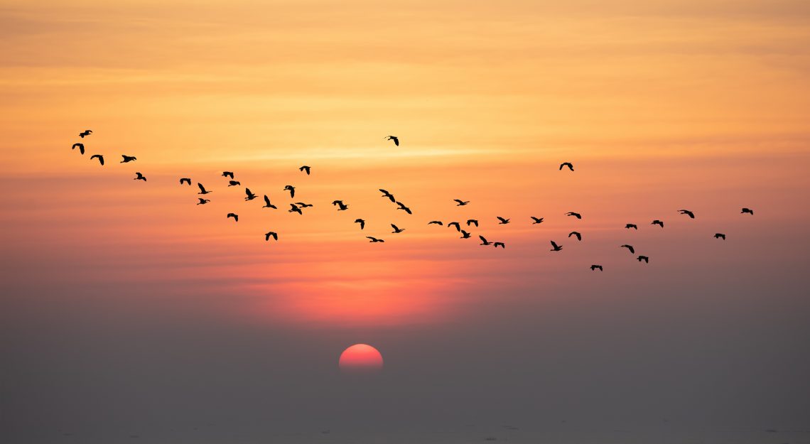 Birds in the sunset